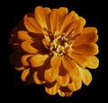 Orange daisy flower isolated on the black background with clipping path. Closeup. Royalty Free Stock Photo