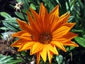 Orange Daisy