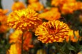 Orange daisy flowers, garden Royalty Free Stock Photo