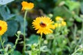 Orange daisy with fly on top Royalty Free Stock Photo