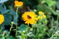 Orange daisy with fly on top Royalty Free Stock Photo