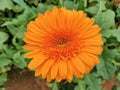 Orange gerbera daisy flowers on nature green garden background Royalty Free Stock Photo