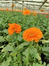 Orange gerbera daisy flowers on nature green garden background Royalty Free Stock Photo