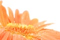 Orange daisy with rain drops Royalty Free Stock Photo