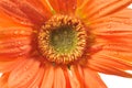 Orange daisy with rain drops Royalty Free Stock Photo