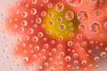 Orange daisy reflected in water droplets Royalty Free Stock Photo