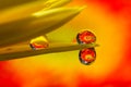 Orange daisy refracted in water drops Royalty Free Stock Photo