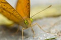 Orange and Dark brown Butterfly Royalty Free Stock Photo