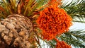 Orange date Palm with Date Fruits Royalty Free Stock Photo