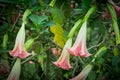 Orange Datura flowers or Angels trumpets.