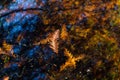 Dawn redwood needles floating in water 2 Royalty Free Stock Photo