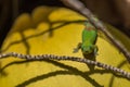 Orange Day Gecko sitting a coconut tree Royalty Free Stock Photo