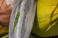 Orange Day Gecko sitting a coconut tree Royalty Free Stock Photo