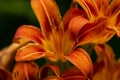 Orange Day Lilies Royalty Free Stock Photo