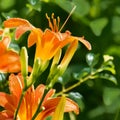 Orange Day Lilies Blooming in Garden Royalty Free Stock Photo