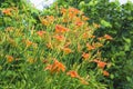 Orange day lilies Royalty Free Stock Photo