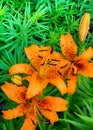 Orange day Lilies in the garden Royalty Free Stock Photo