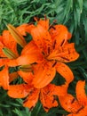 Orange day Lilies in the garden Royalty Free Stock Photo