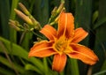 Orange day Lilies in the garden. Close up Royalty Free Stock Photo