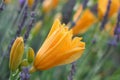 Orange Day Lilies in Lavender Field of Lavender Royalty Free Stock Photo