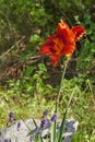 Orange day lilies and lavender with green background Royalty Free Stock Photo