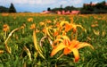 Orange day lilies Royalty Free Stock Photo