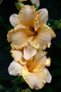 Orange day lilies. Vertical arrangement. Royalty Free Stock Photo