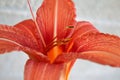 Orange day lily bloom detail Royalty Free Stock Photo