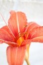 Orange day lily bloom detail Royalty Free Stock Photo