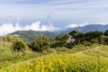 Orange day lily flower in Taimali Kinchen Mountain in Taitung