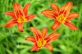 Orange day lily flower on green grass blurred bokeh background close up, red and yellow petals lilly, bright beautiful hippeastrum