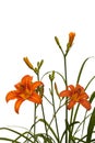 orange day-lily flower head with drops of water isolated on white Royalty Free Stock Photo