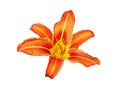 Orange day lily flower white background isolated close up, red and yellow petals lilly, bright beautiful hippeastrum macro Royalty Free Stock Photo