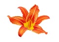 Orange day lily flower white background isolated close up, red and yellow petals lilly, bright beautiful hippeastrum macro Royalty Free Stock Photo