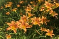 Orange Day Lily flowers on a summer day Royalty Free Stock Photo