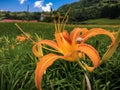 Orange day lily on meadow Royalty Free Stock Photo