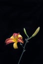 Orange day lily - Hemerocallis fulva - isolated against a black velvet background