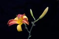 Orange day lily - Hemerocallis fulva - isolated against a black velvet background Royalty Free Stock Photo