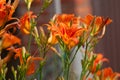 orange day-lily (Hemerocallis fulva), tawny daylily, corn lily, tiger daylily, fulvous daylily, ditch lily