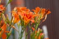 orange day-lily (Hemerocallis fulva), tawny daylily, corn lily, tiger daylily, fulvous daylily, ditch lily