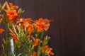 orange day-lily (Hemerocallis fulva), tawny daylily, corn lily, tiger daylily, fulvous daylily, ditch lily