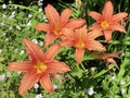 Orange day-lily Hemerocallis fulva, Tawny daylily, corn lily, Tiger daylily, Fulvous daylily or Ditch lily Royalty Free Stock Photo