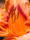 Orange day lily macro with focus on stamen Royalty Free Stock Photo