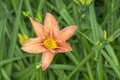 Orange day-lily Plant a species of daylily native to Asia.