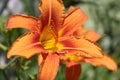 Orange daylili Royalty Free Stock Photo