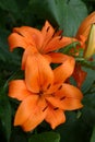 Orange Daylilies Royalty Free Stock Photo