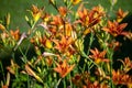 Orange daylilies against defocused green backdrop