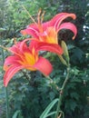 Orange Daylilies blooming Royalty Free Stock Photo