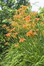 Orange daylilies bush blooming in the summer garden Royalty Free Stock Photo