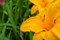 Orange daylilies flowers or Hemerocallis. Daylilies on green leaves background. Flower beds with flowers in garden. Royalty Free Stock Photo